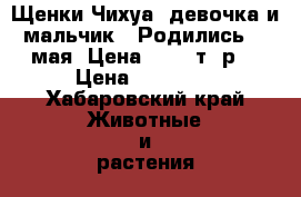 Щенки Чихуа (девочка и мальчик). Родились 26 мая. Цена 25000 т. р. › Цена ­ 25 000 - Хабаровский край Животные и растения » Собаки   . Хабаровский край